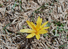 Colchicum luteum