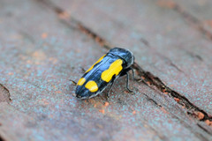 Ptosima gibbicollis