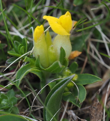 Anthyllis vulneraria alpestris