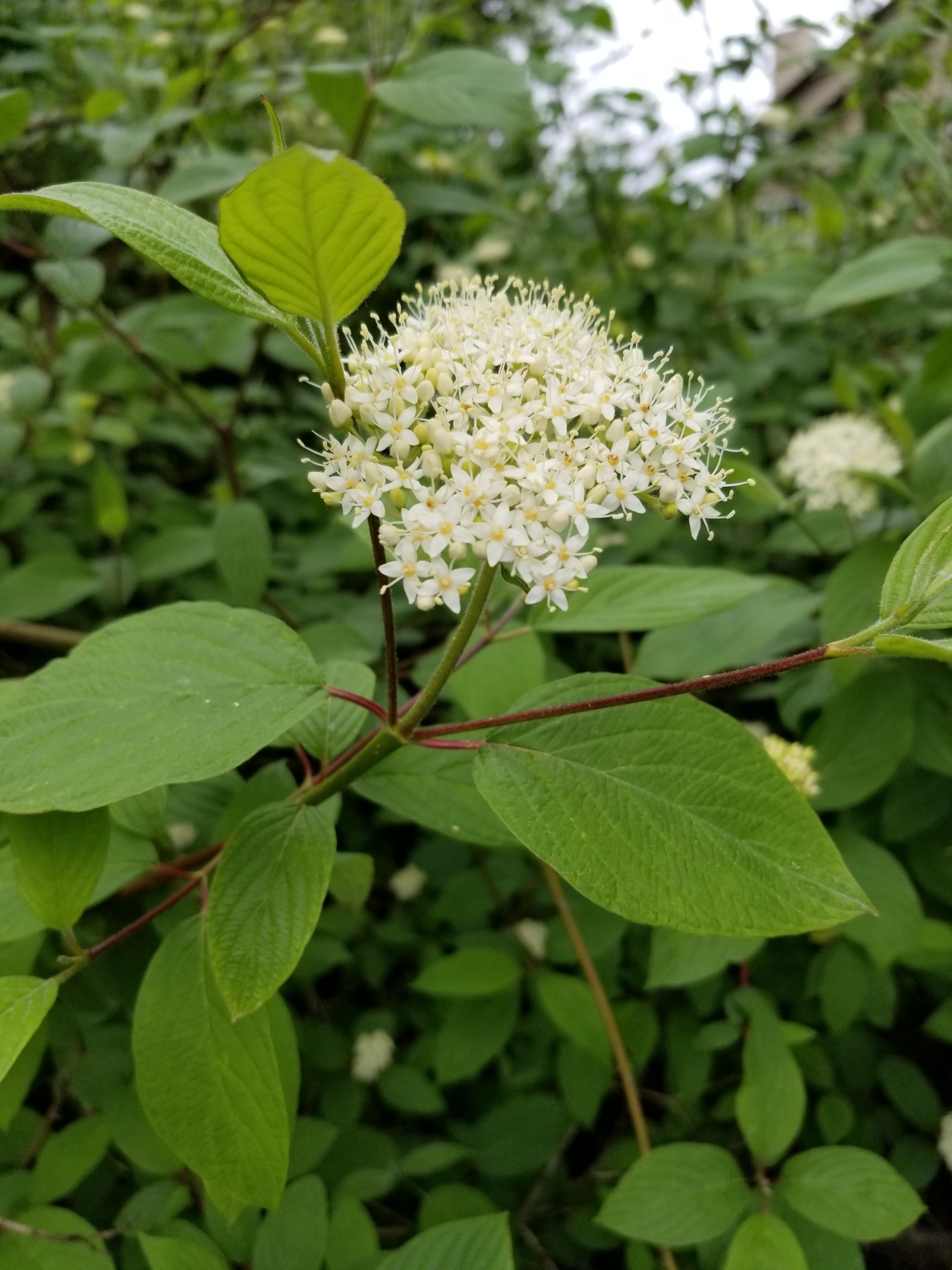Cornus sericea — photo 2