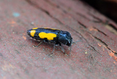 Ptosima gibbicollis