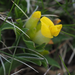 Anthyllis vulneraria alpestris