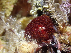 Madrella ferruginosa