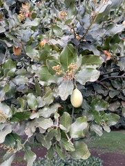 Beilschmiedia miersii