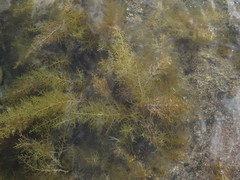 Cystoseira humilis