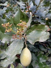 Beilschmiedia miersii