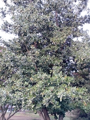 Beilschmiedia miersii