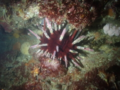 Phyllacanthus irregularis