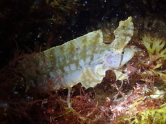 Cristiceps aurantiacus