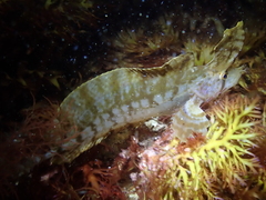 Cristiceps aurantiacus