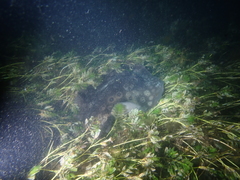 Urolophus circularis