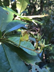 Gesneria pedunculosa