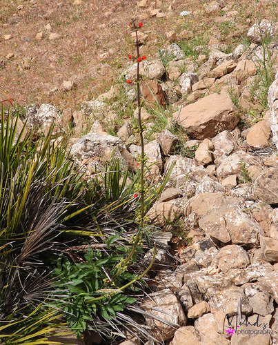 Scrophularia sambucifolia image