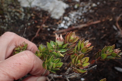Leptospermum nitidum