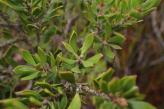 Leptospermum nitidum