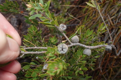 Leptospermum nitidum