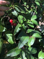 Eugenia pseudopsidium