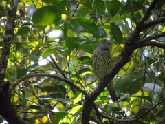 Oxyruncus cristatus