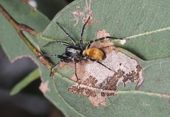 Nyssus