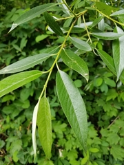 Salix lucida