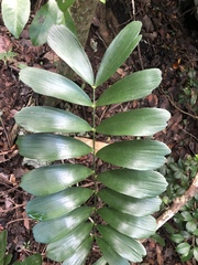 Zamia erosa