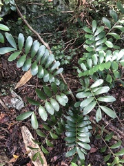 Zamia erosa