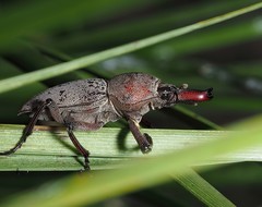 Cacostomus squamosus