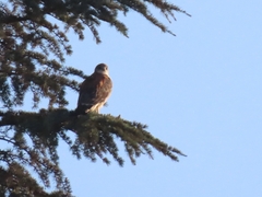 Geranoaetus polyosoma polyosoma