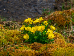 Ranunculus altaicus