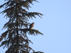 Geranoaetus polyosoma polyosoma