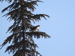 Geranoaetus polyosoma polyosoma