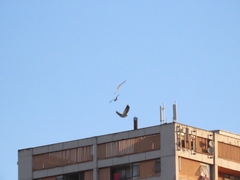 Geranoaetus polyosoma polyosoma