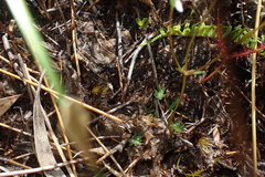 Oschatzia saxifraga