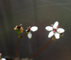 Oschatzia saxifraga