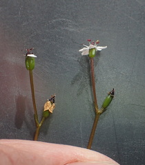 Oschatzia saxifraga