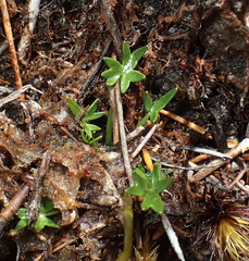 Oschatzia saxifraga