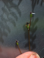 Oschatzia saxifraga