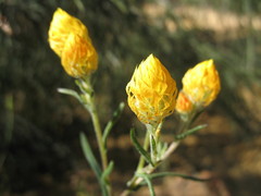 Waitzia acuminata acuminata