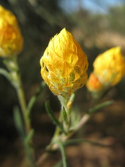 Waitzia acuminata acuminata