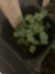 Pistia stratiotes