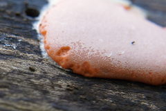 Dictydiaethalium plumbeum