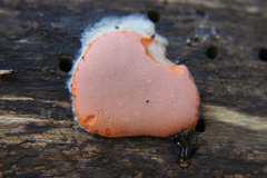 Dictydiaethalium plumbeum