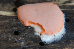 Dictydiaethalium plumbeum