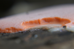 Dictydiaethalium plumbeum