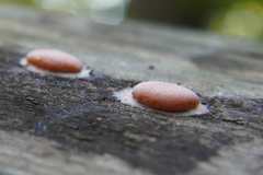 Dictydiaethalium plumbeum