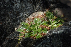 Plantago triantha