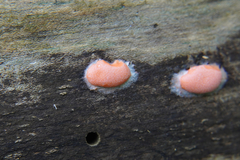 Dictydiaethalium plumbeum