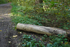 Dictydiaethalium plumbeum