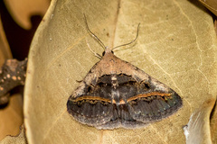 Acantholipes trajecta