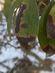 Mycosphaerella colorata